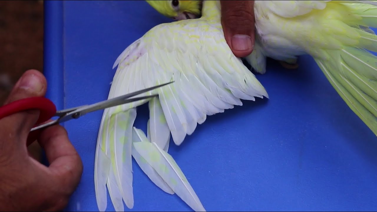 How to do perfect feather trimming of a cockatiel