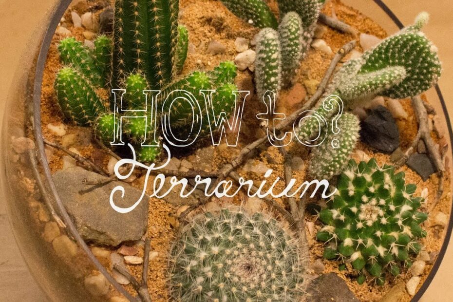How To Set Up A Desert Terrarium