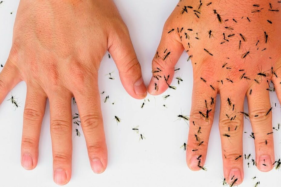How Do Resorts Keep Mosquitoes Away
