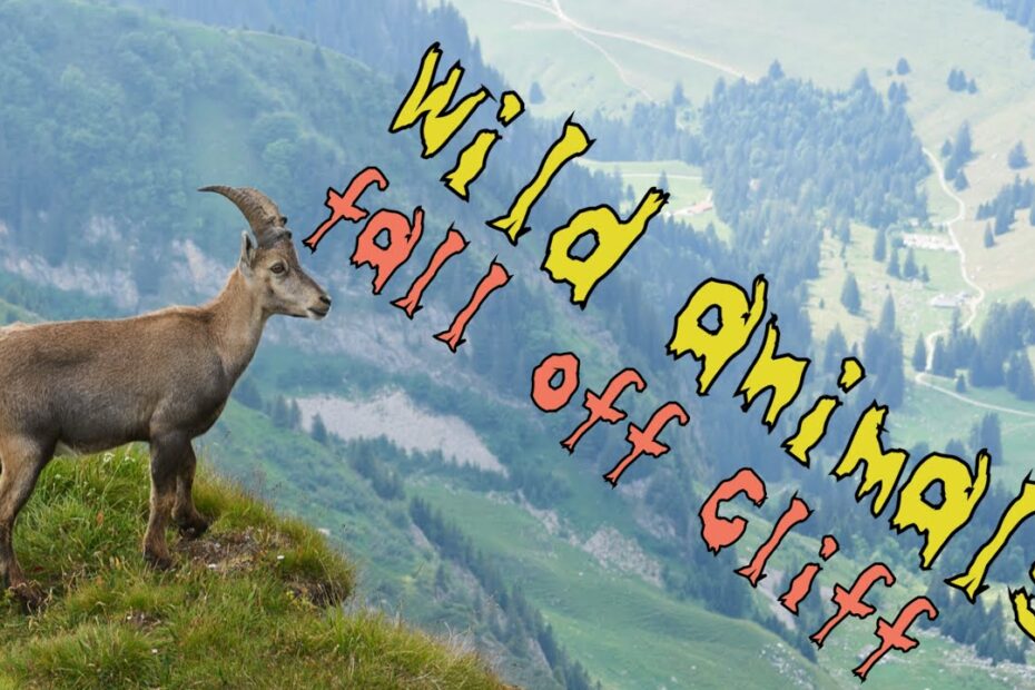 How Often Do Mountain Goats Fall