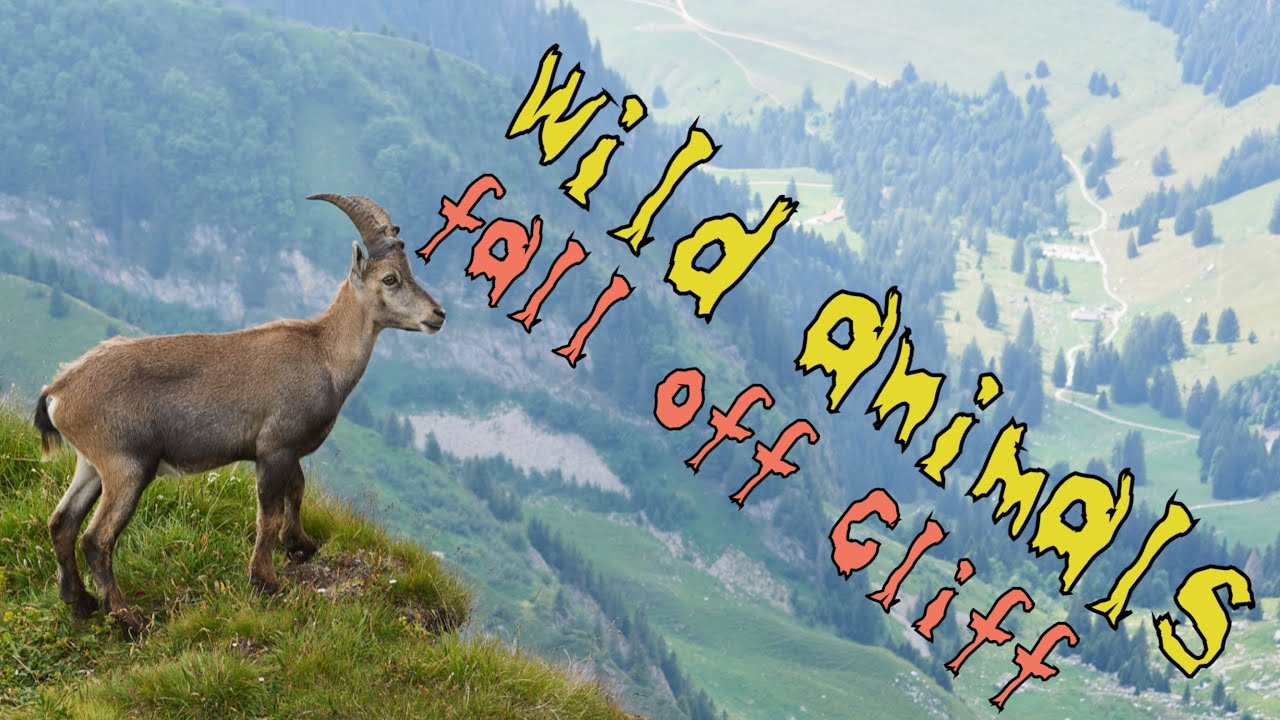 How Often Do Mountain Goats Fall