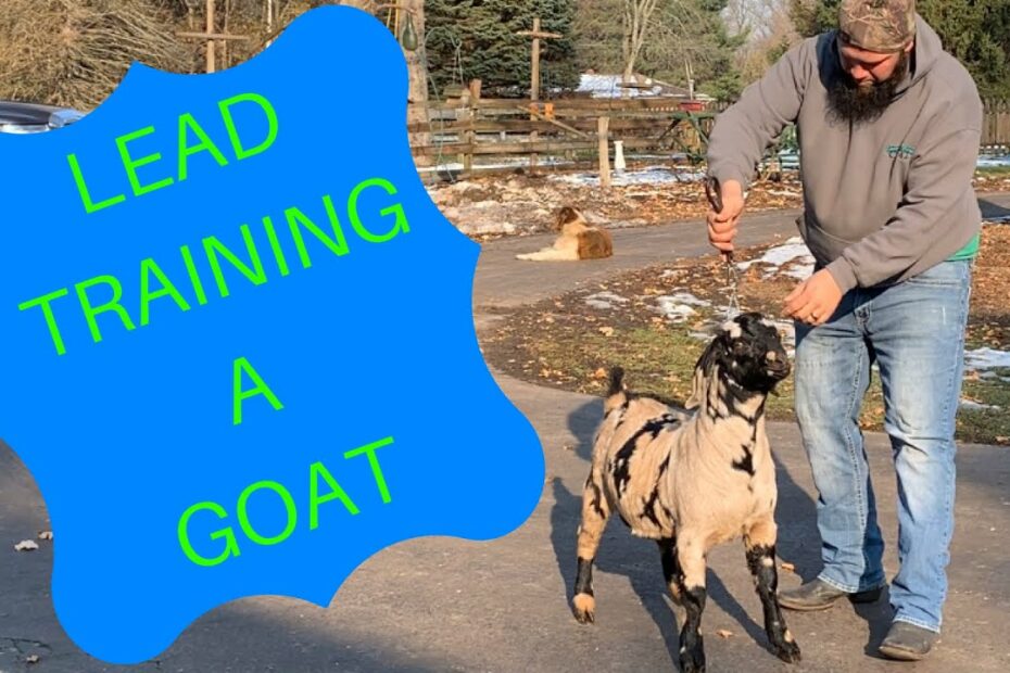 Lead Training A Goat