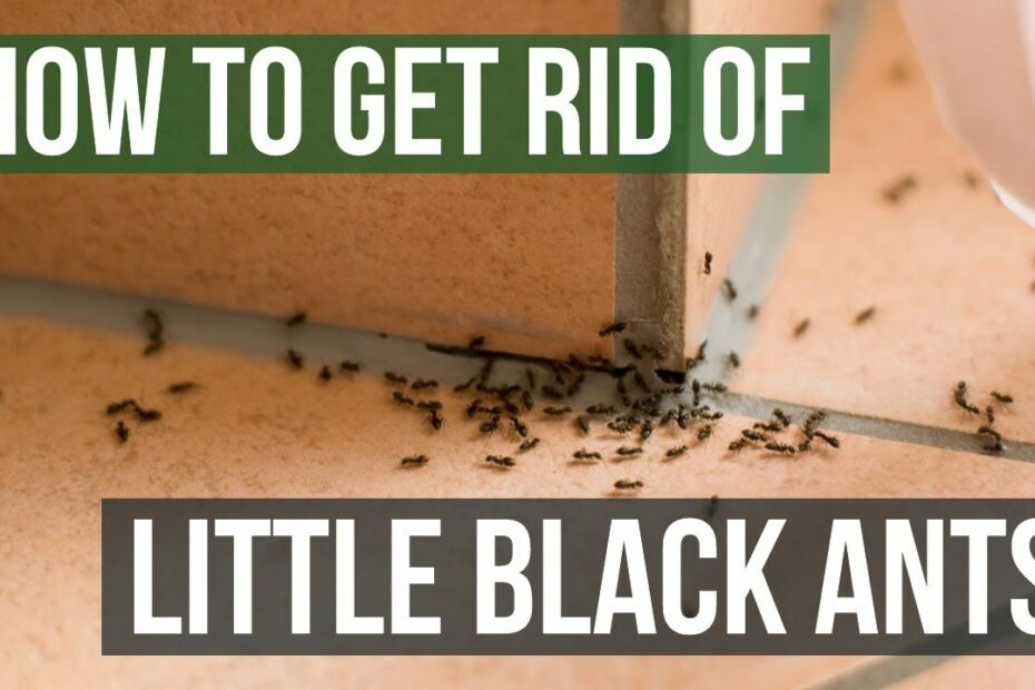 How To Get Rid Of Moisture Ants