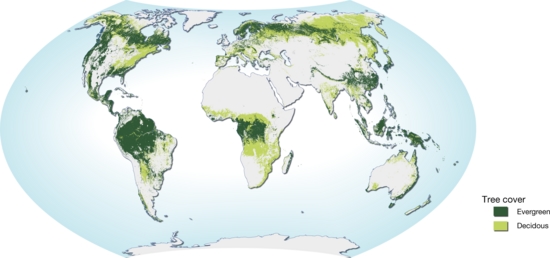 World Map Of Forest Distribution (Natural Resources - Forests) |  Grid-Arendal