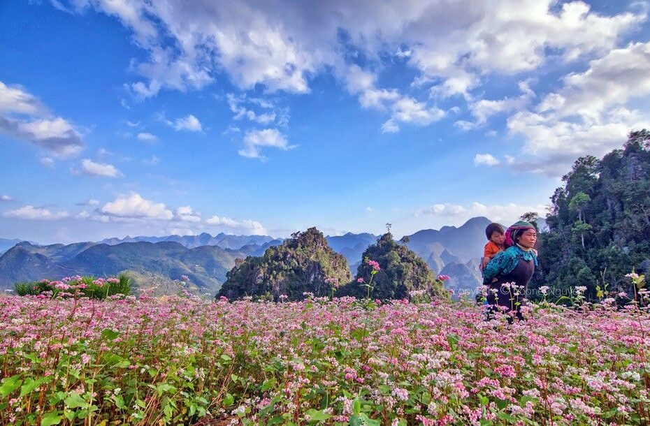 Ha Giang: Tam Giac Mach Flower Festival 2015 To Come - Môi Trường Du Lịch