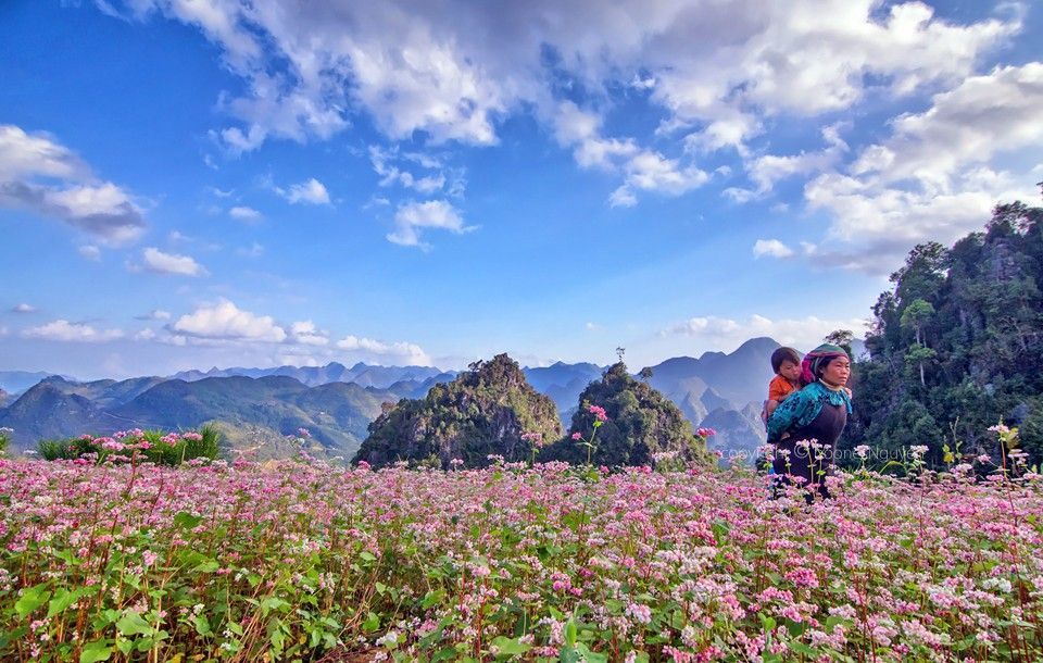 Ha Giang: Tam Giac Mach Flower Festival 2015 To Come - Môi Trường Du Lịch