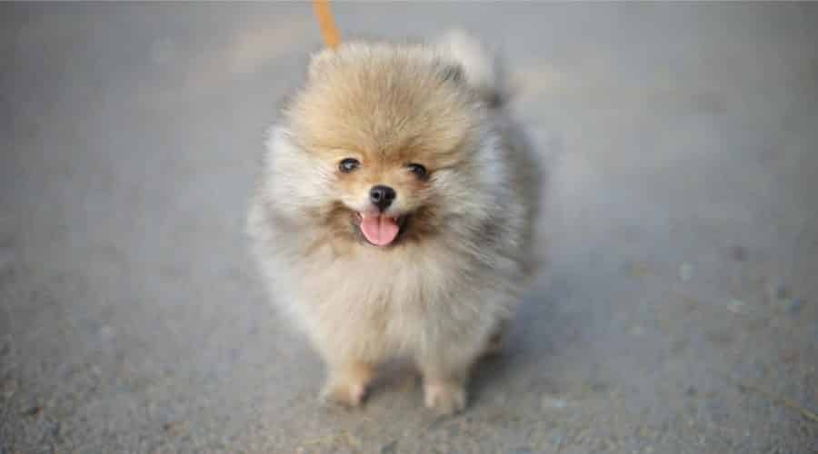 Teacup Pomeranian Breed Information, Puppy Costs & More