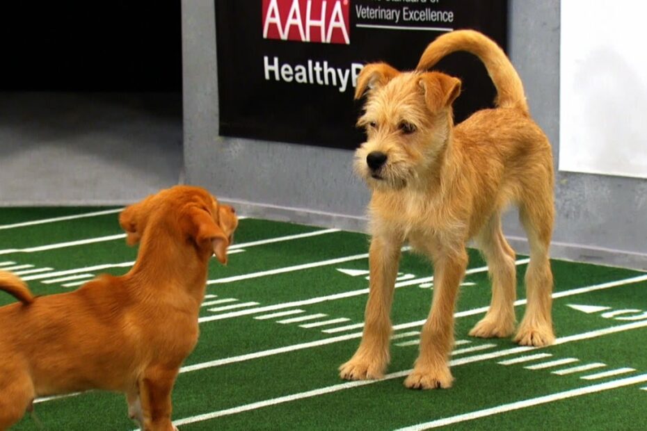 How To Bet On The Puppy Bowl