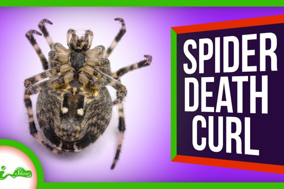 How Do Spiders Die Naturally
