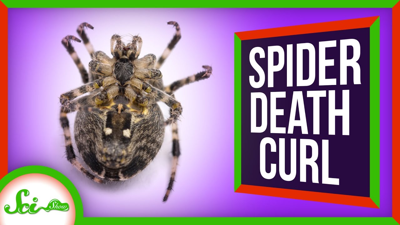 How Do Spiders Die Naturally