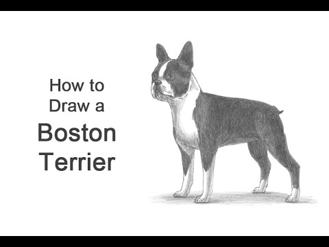 Boston Terrier How To Draw