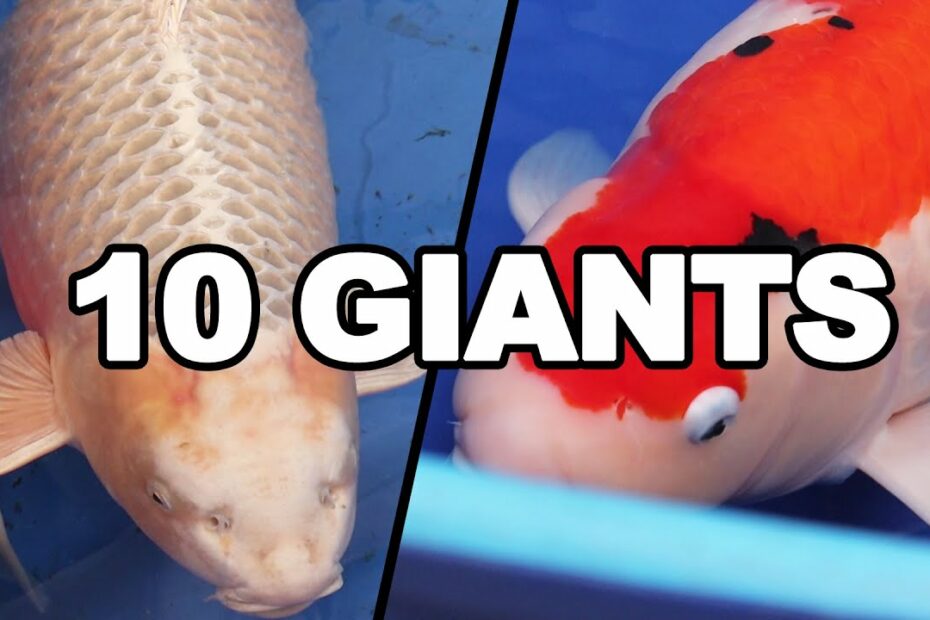 10 Big Jumbo And Giant Koi Fish In The World - Youtube