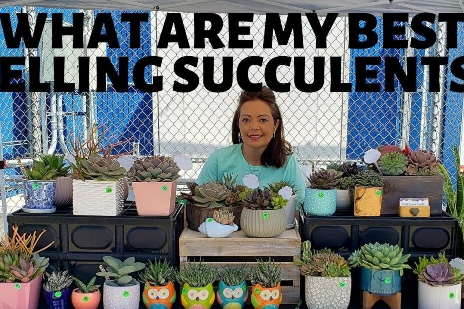 How Much To Sell Succulents For