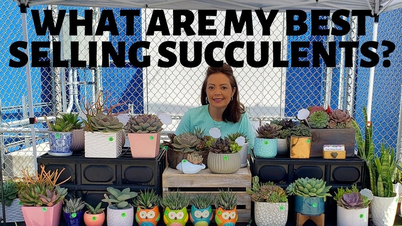 How Much To Sell Succulents For