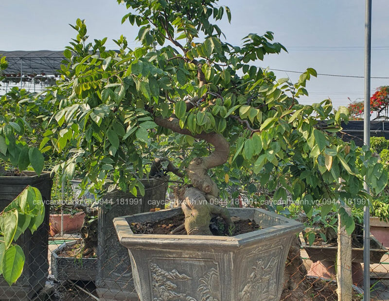 Cây Khế Bonsai - Dáng Đẹp, Dễ Trồng Cho Ra Nhiều Quả.