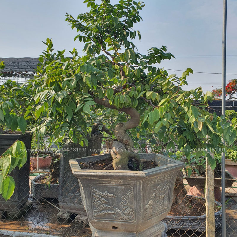 Cây Khế Bonsai - Dáng Đẹp, Dễ Trồng Cho Ra Nhiều Quả.