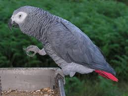 Lucky African Grey Parrot Eating Banana