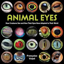 90 Animals Ranked By Eyesight And How They Compare To Humans | Lasik By  Ocli Vision