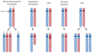 Diploid Chromosome Number And Chromosomal Constitution Of The House... |  Download Table