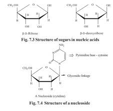 Name The Purine Bases And Pyrimidine Bases Present In Rna And Dna.