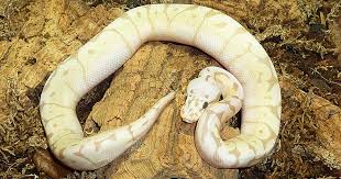 Scaleless Ball Python Care Guide (All Needs & Health Issues)