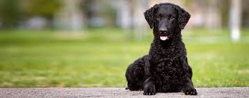 Curly Coated Retriever &Amp; Labrador Retriever Stock Photo - Alamy