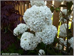 Snowball Viburnum Vs. Hydrangea - Learn The Difference Between Viburnum And  Hydrangea | Gardening Know How