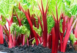 Read Works: Rhubarb Grows In The Dark Activity For 6Th Grade | Lesson Planet