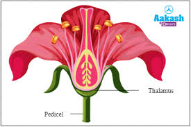 Biology] List Two Unisexual Flowers. - Teachoo Class 10 Science