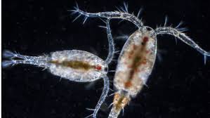 Benefits Of Copepods In A Reef Tank - Youtube