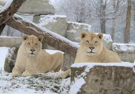 Do Lions Hibernate Or Migrate? Unveiling Their Winter Survival Strategy |  By Animal Learns | Medium