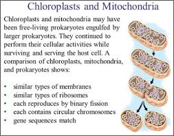 Why Are Mitochondria And Chloroplasts Said To Be Semi-Autonomous Cell  Organelles? - Quora