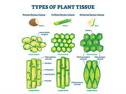 Differentiate Between Parenchyma And Collenchyma - Cbse Class 9 Science -  Learn Cbse Forum