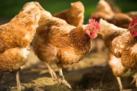 Is It Safe To Feed Raw Meat To Chickens? Is It Legal? - Simply Restored