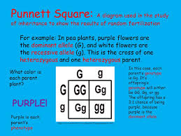 In Pea Plants, Purple Flowers Are Dominant Over White Flowers. Two Plants,  Both Heterozygous For The Gene That Controls Flower Color, Are Crossed.  What Percentage Of Their Offspring Will Have Purple Flowers?