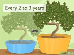 How To Revive A Dead Bonsai Tree - Youtube