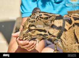 Clouded Leopard | San Diego Zoo Animals & Plants