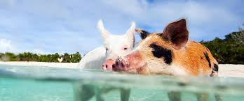 Swimming Pigs At Perfect Day - Shore Excursions - Royal Caribbean Blog