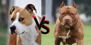 Staffordshire Bull Terrier Vs Pitbull Terrier - Youtube