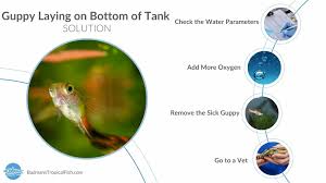 Guppy Sitting At Bottom Of Tank - Diseases - C.A.R.E.