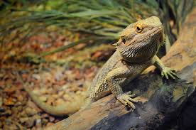 Broccoli : R/Beardeddragons