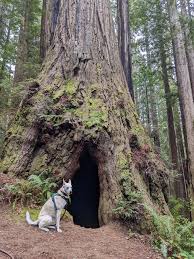 Pets. Please Follow The Rules Of Bark! - Redwood National And State Parks  (U.S. National Park Service)