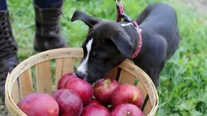 Do Dogs Have Adams Apples? Affirmative Answer-Puainta®