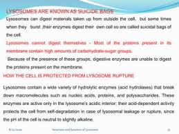 Why Are Lysosomes Known As Suicidal Bags?