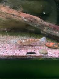 Why Did My Ghost Shrimp Die? Let'S Examine The Facts!