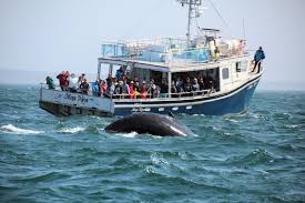 Brier Island Whale Watch | Nova Scotia | Canada | Whale Watching Tours In Brier  Island, Nova Scotia