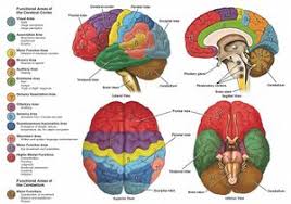 Visual Perception Test For Agnosia 8 | Download Table