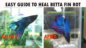 Health - Why Did My Betta'S Fins Grow Back Curly? - Pets Stack Exchange