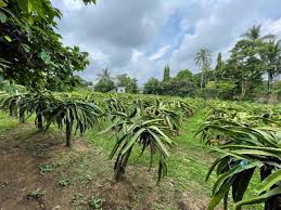 Dragon Fruit Farm For Sale Few Mins. To Tagaytay [Lot 🚜] (June 2024) In  Indang, Cavite For Sale