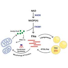 Supply Of Acetyl-Coa And Nadph For Fatty Acid Synthesis | Download  Scientific Diagram